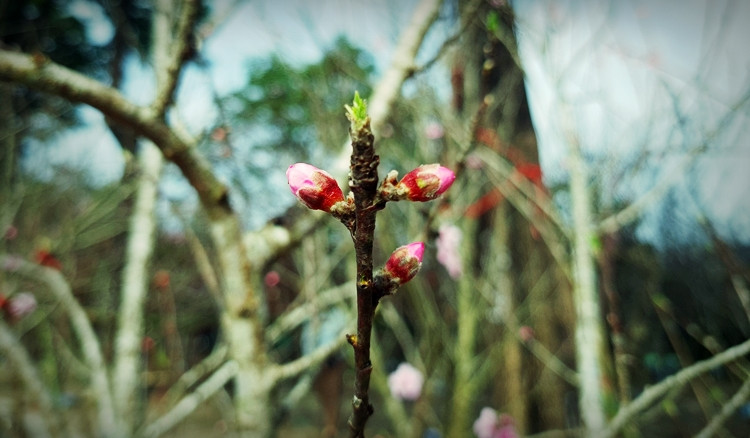 Những cành đào khác cũng chi chít nụ.