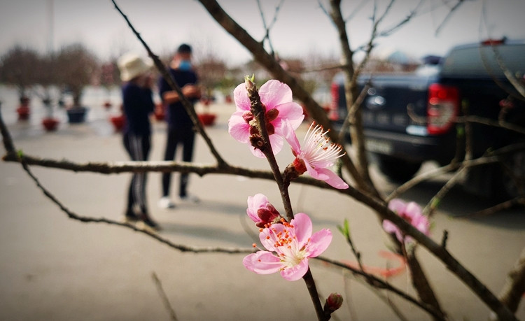 Nhiều cảnh đào đã bung nở hoa mang vẻ đẹp mỏng manh, hoang dại của rừng núi xuống Thủ đô.