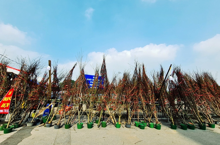 Dọc trục đường Lê Quang Đạo (Hà Nội), hàng trăm cành đào rừng được đưa từ Mộc Châu (Sơn La) xuống Thủ đô bày bán phục vụ nhu cầu của người dân dịp Tết.