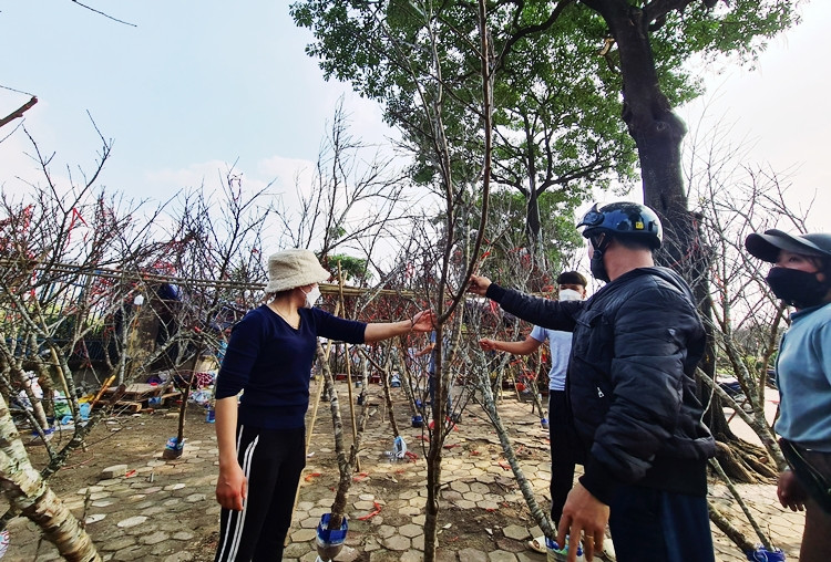 Năm nay, giá đào rưng giao động khoảng từ 300 nghìn đồng đến tiền triệu một cành.