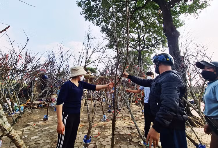Năm nay, giá đào rưng giao động khoảng từ 300 nghìn đồng đến tiền triệu một cành.