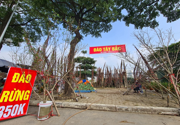 Thậm chí có những chủ vựa còn bán "đồng giá" các cành đào rừng cho khách.