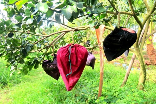 La lam voi buoi mien Tay “mac ao” dang sot hang vu Tet-Hinh-4