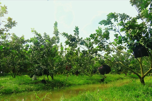 La lam voi buoi mien Tay “mac ao” dang sot hang vu Tet-Hinh-5