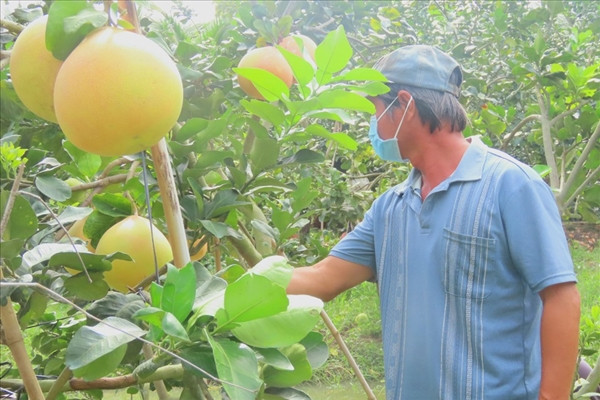 La lam voi buoi mien Tay “mac ao” dang sot hang vu Tet-Hinh-6