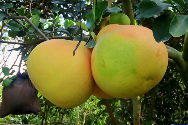 La lam voi buoi mien Tay “mac ao” dang sot hang vu Tet-Hinh-7