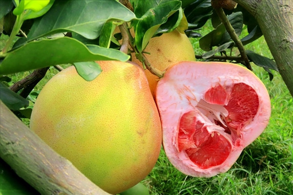 La lam voi buoi mien Tay “mac ao” dang sot hang vu Tet-Hinh-3