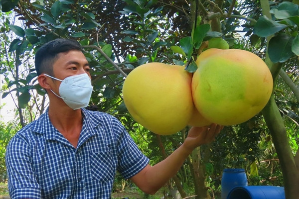 La lam voi buoi mien Tay “mac ao” dang sot hang vu Tet