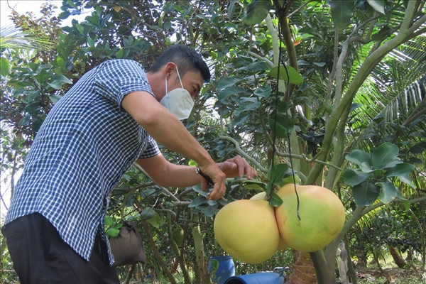 La lam voi buoi mien Tay “mac ao” dang sot hang vu Tet-Hinh-2