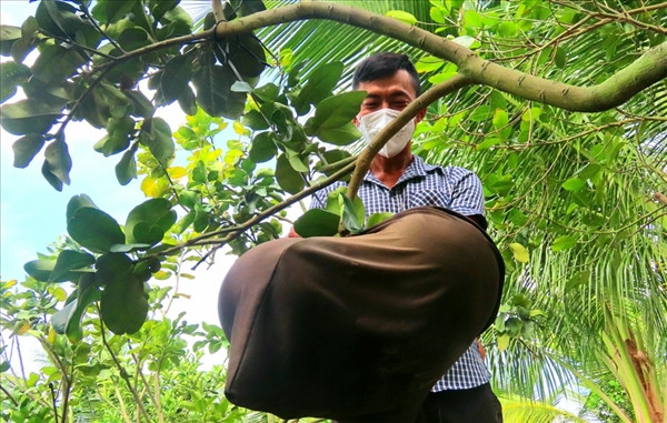 La lam voi buoi mien Tay “mac ao” dang sot hang vu Tet-Hinh-8