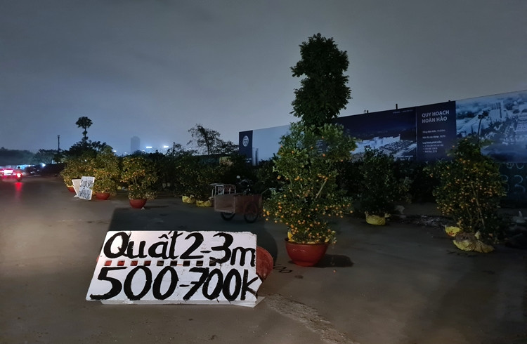 Giá quất được tiểu thương niêm yết công khai từ 500 - 700 nghìn đồng/cây cao từ 2-3m, cho khách hàng thoải mái lựa chọn.