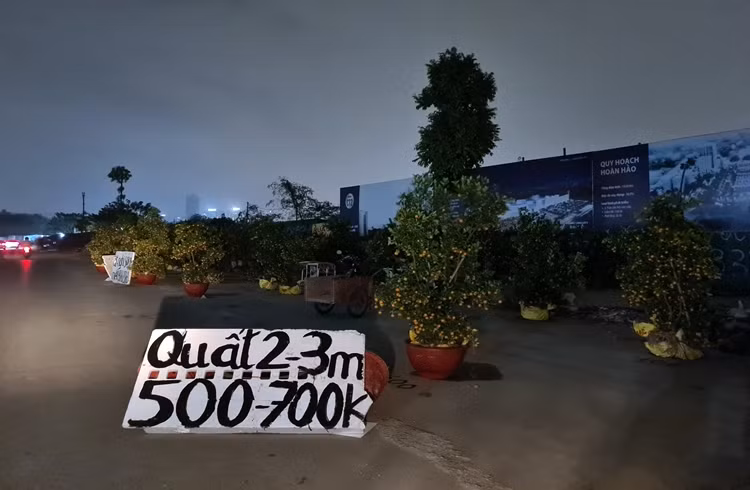 Giá quất được tiểu thương niêm yết công khai từ 500 - 700 nghìn đồng/cây cao từ 2-3m, cho khách hàng thoải mái lựa chọn.