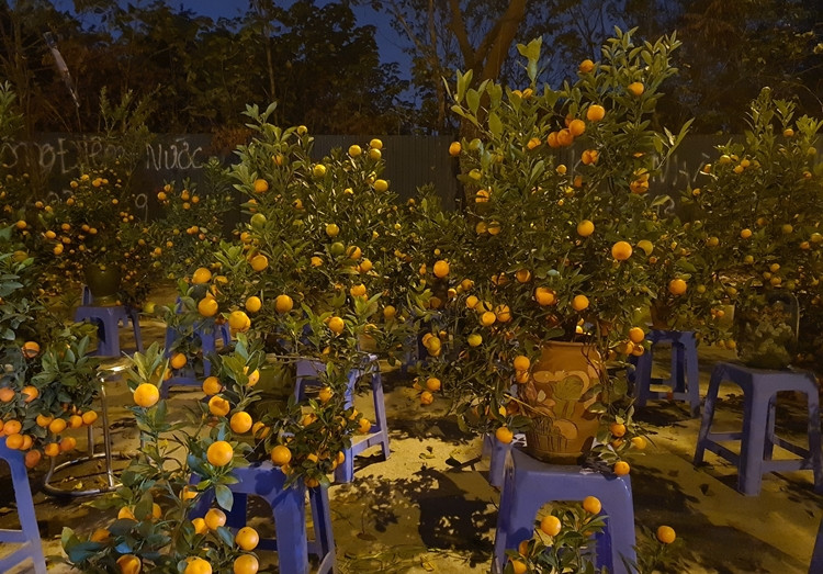 Quất cảnh đa dạng nhằm phục vụ nhu cầu của người dân chơi Tết.