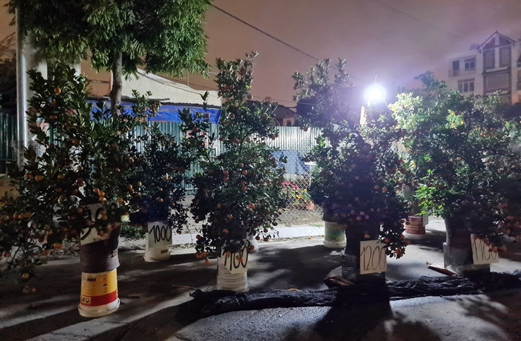 Hà Nội: Tiểu thương ồ ạt xả quất nghỉ sớm vì... “vợ bầu” Ha Noi: Tieu thuong o at xa quat nghi som vi... “vo bau”