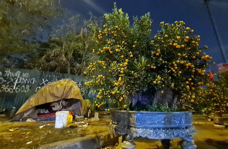 Các nhà vườn đã phải bỏ công chăm sóc quất cảnh suốt cả năm, chỉ mong dịp này bội thu. Thế nhưng, trước tình hình thực tế thì tiểu thương đang rơi vào nỗi lo mất Tết vì lỗ vốn nhiều hơn.