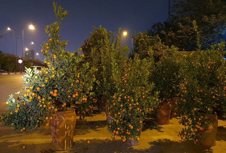 Dù quất cảnh đều có dáng cây đẹp, mầm mẩy, lộc non, chi chít quả nhưng khá vắng khách mua.