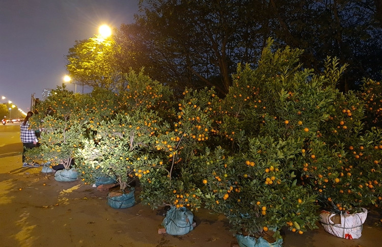 Những năm trước, đây là thời điểm thị trường hoa, cây cảnh nhộn nhịp nhất, nhưng năm nay không khí mua sắm của người dân vô cùng ảm đạm.