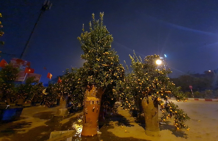 Tại một điểm bán quất cảnh khác nằm ven đường Đại lộ Thăng Long, thuộc địa phận phường Mễ Trì (quận Nam Từ Liêm, Hà Nội), tiểu thương cũng "đỏ mắt" ngóng khách.