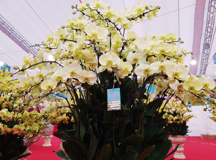 Dù loại hoa này đắt nhưng vẫn được người tiêu dùng ưa chuộng để rước về chưng bày hay làm quà tặng cho người thân dịp Tết.