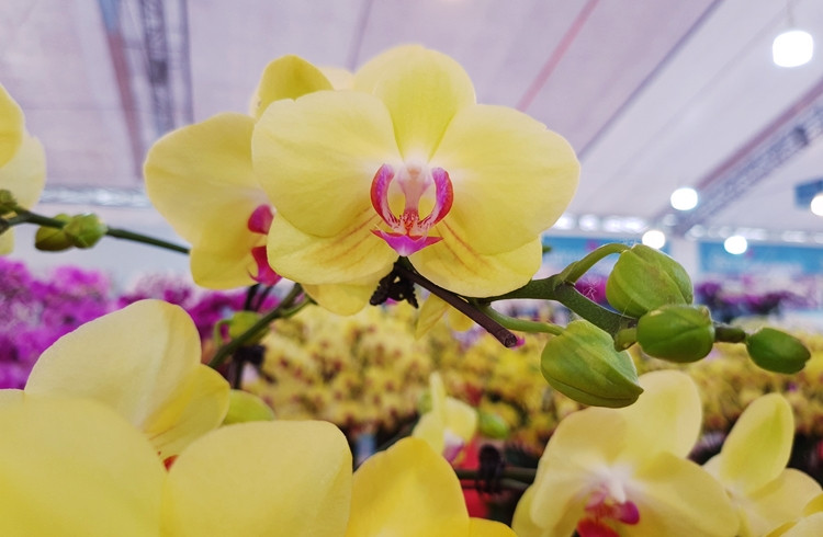 Những chậu lan hồ điệp đủ sắc màu được cắm cầu kỳ, đẹp và độc đáo.