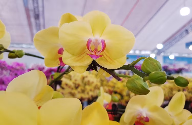 Những chậu lan hồ điệp đủ sắc màu được cắm cầu kỳ, đẹp và độc đáo.