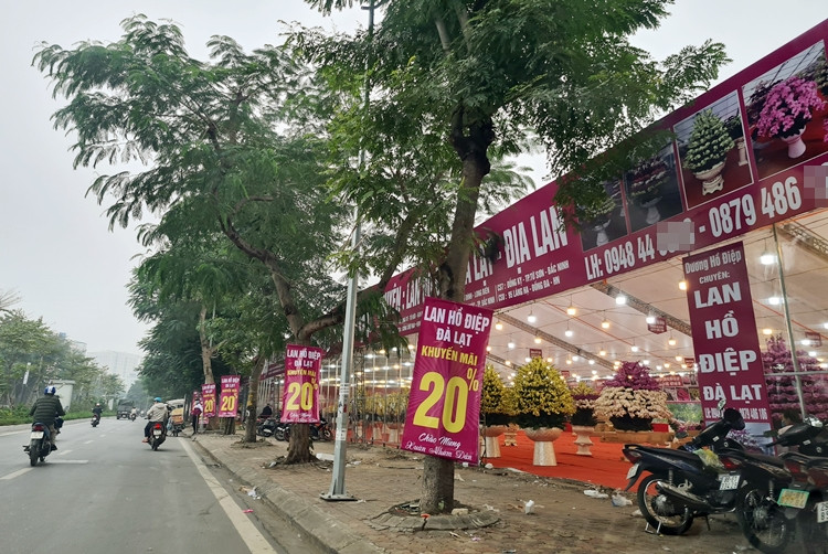 Ha Noi: “Nu hoang” cac loai lan khuyen mai cho dai gia rinh ve choi Tet
