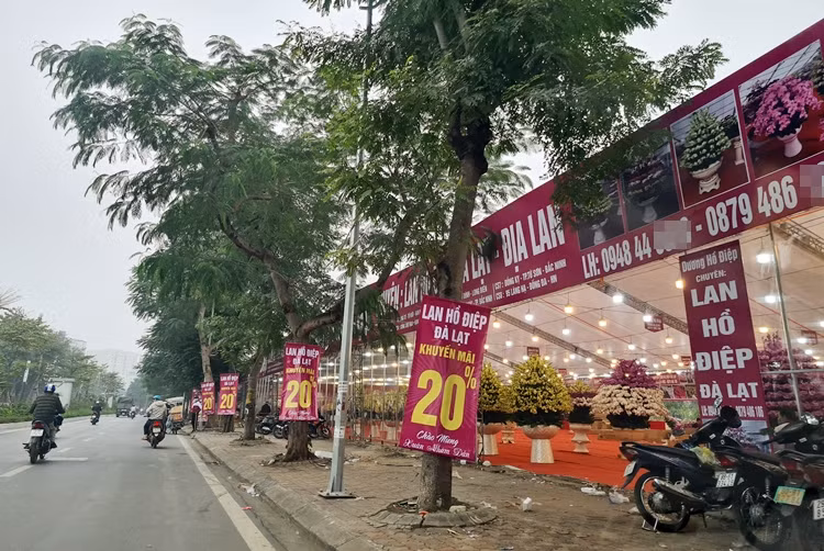 Ha Noi: “Nu hoang” cac loai lan khuyen mai cho dai gia rinh ve choi Tet
