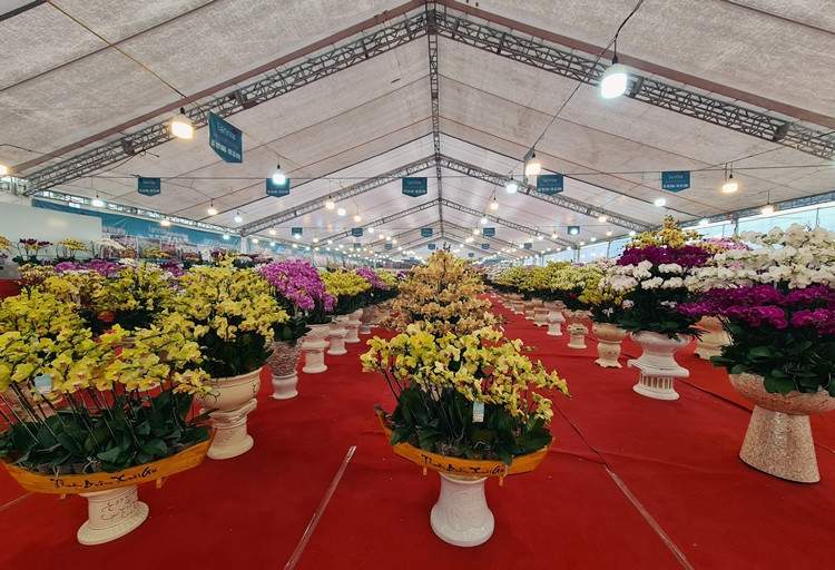 Lan hồ điệp được mệnh danh là “nữ hoàng” của các loài lan mang vẻ đẹp sang trọng và kiêu kỳ.