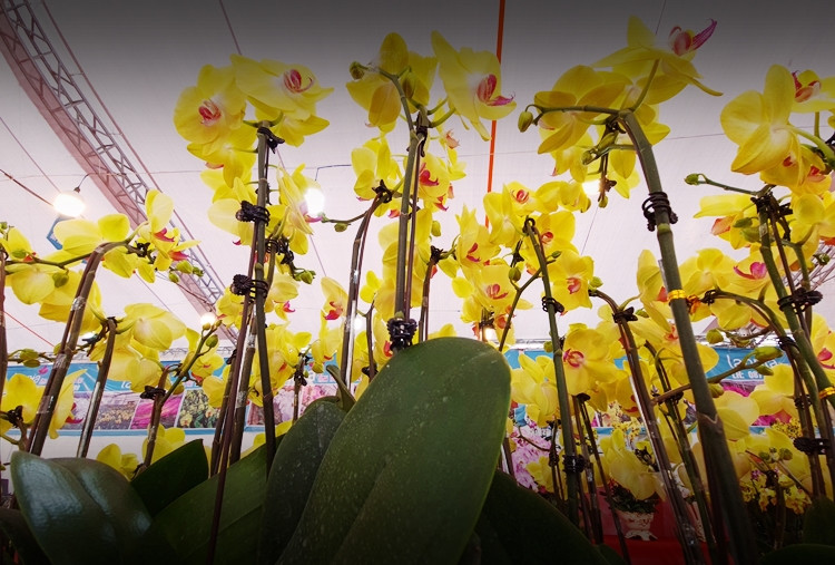 Lan hồ điệp là loài hoa khó trồng, cầu kỳ về vấn đề môi trường, nhiệt độ và thời tiết nên khi vận chuyển từ Đà Lạt ra thị trường Hà Nội đã được chăm sóc một cách kỹ lưỡng.