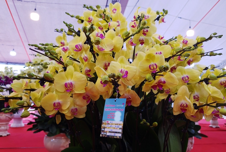 Chia sẻ với PV báo Tri thức và Cuộc sống, chị Hoàng Thị Miến, đại diện cửa hàng hoa lan trên đường Lê Quang Đạo (Hà Nội) cho biết những chậu lan hồ điệp ở Đà Lạt được vận chuyển ra thị trường Hà Nội khoảng 3 tuần nay. Hiện tại (ngày 14/1/2022), hoa trong kho tạm thời cung ứng hết ra thị trường và đang chờ tiếp nhận đợt mới.