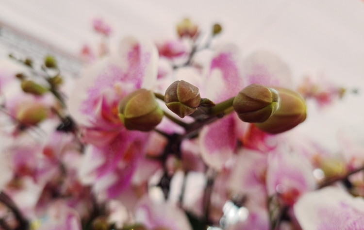 Các chậu lan hồ điệp nổi bật với màu sắc rực rỡ, nhiều nụ hoa đang chớm nở.