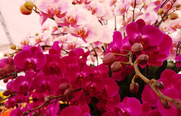 Lan hồ điệp có thân cây tròn trịa, xanh tươi, cánh hoa tròn đối xứng, màu sắc tươi sáng, vẻ đẹp sang trọng và kiêu kỳ.