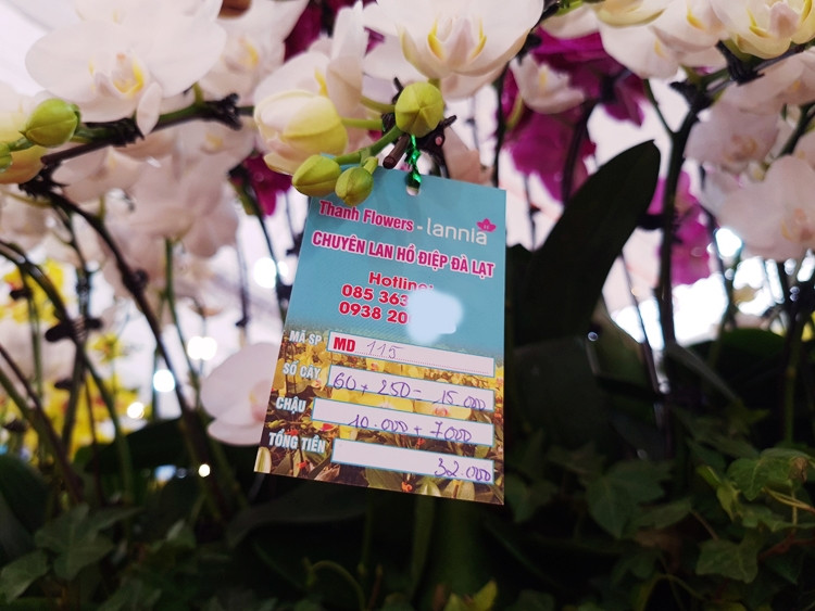 Hầu hết, giá của các chậu hoa lan hồ điệp đều được cửa hàng niêm yết cụ thể, công khai để khách hàng dễ dàng quan sát và lựa chọn.