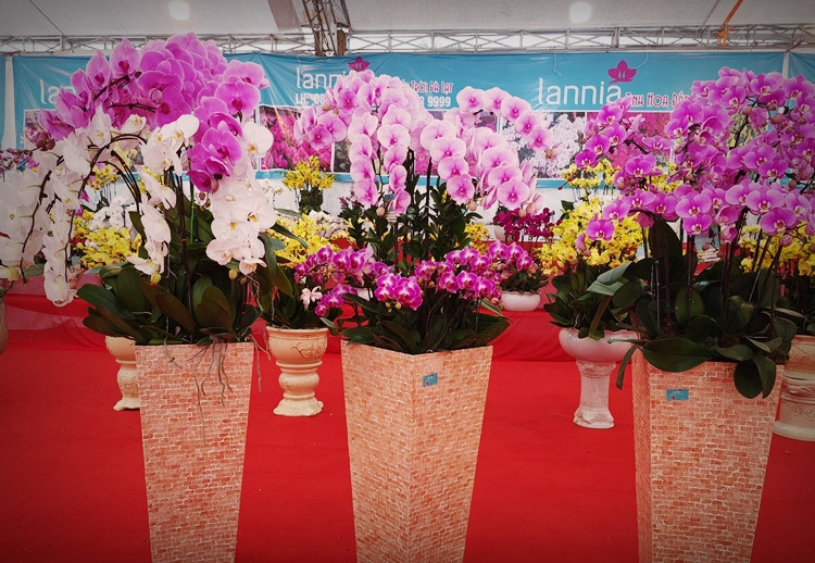 Lan hồ điệp vẫn là loài hoa được nhiều người ưa chuộng bởi không chỉ đẹp và bền mà còn tượng trưng cho sự phú quý, may mắn và thịnh vượng cho gia chủ.