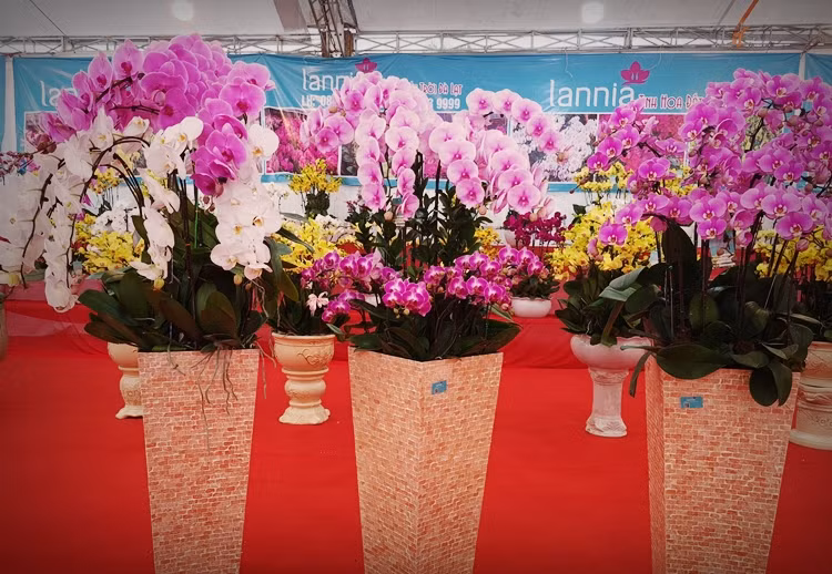 Lan hồ điệp vẫn là loài hoa được nhiều người ưa chuộng bởi không chỉ đẹp và bền mà còn tượng trưng cho sự phú quý, may mắn và thịnh vượng cho gia chủ.