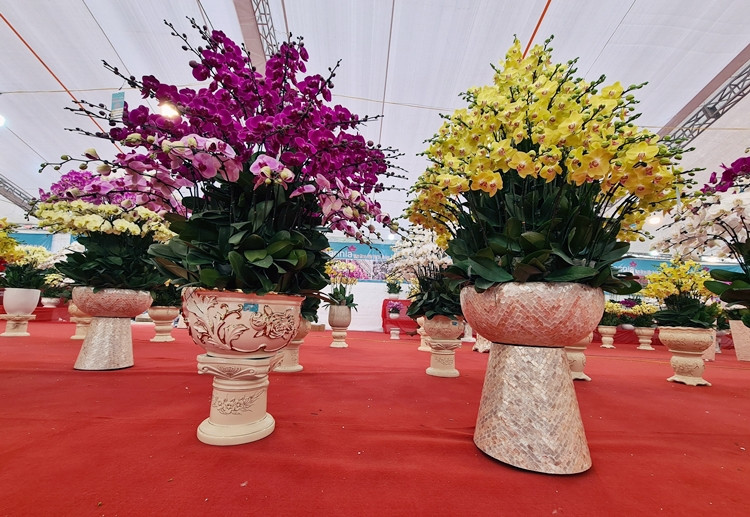 Những chậu lan hồ điệp với đủ các chủng loại, màu sắc và kích cỡ chờ “đại gia” rước về chơi Tết.