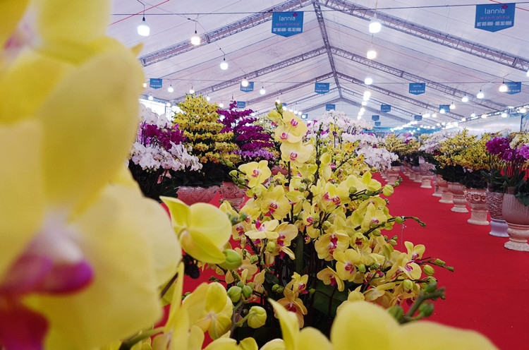 Những chậu hoa lan với đủ kiểu dáng, kích thước, màu sắc khác nhau được bày kín khuôn viên gian hàng.