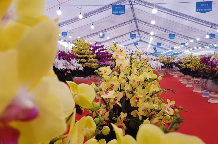 Những chậu hoa lan với đủ kiểu dáng, kích thước, màu sắc khác nhau được bày kín khuôn viên gian hàng.
