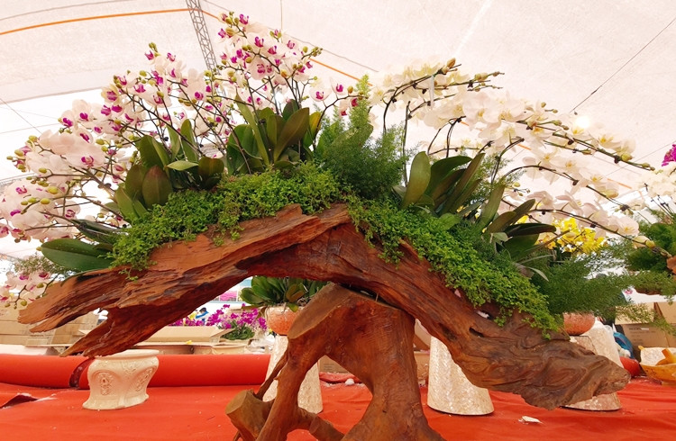 Hoa lan còn được trang trí nghệ thuật trên thân gỗ để tạo thế độc lạ, phục vụ thị hiếu khách hàng.