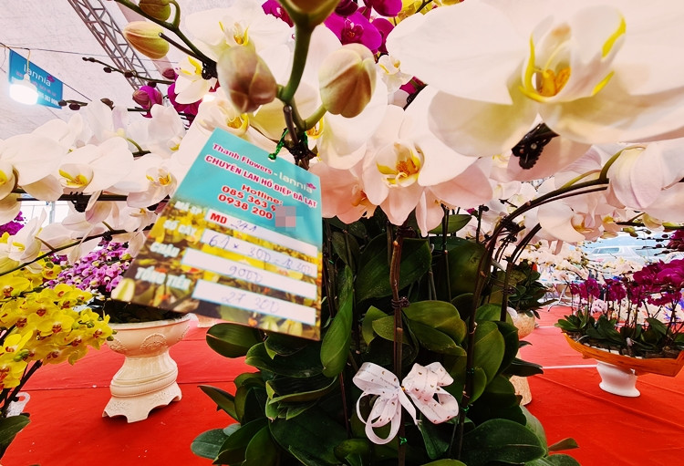 Những chậu lan hồ điệp được bán với các mức giá khác nhau, tùy vào nhu cầu của khách hàng.Trung bình một chậu lan hồ điệp tại một cửa hàng trên đường Lê Quang Đạo bán giao động từ 19-32 triệu đồng/chậu. Trong đó, cũng có chậu lan hồ điệp giá cả trăm triệu đồng.