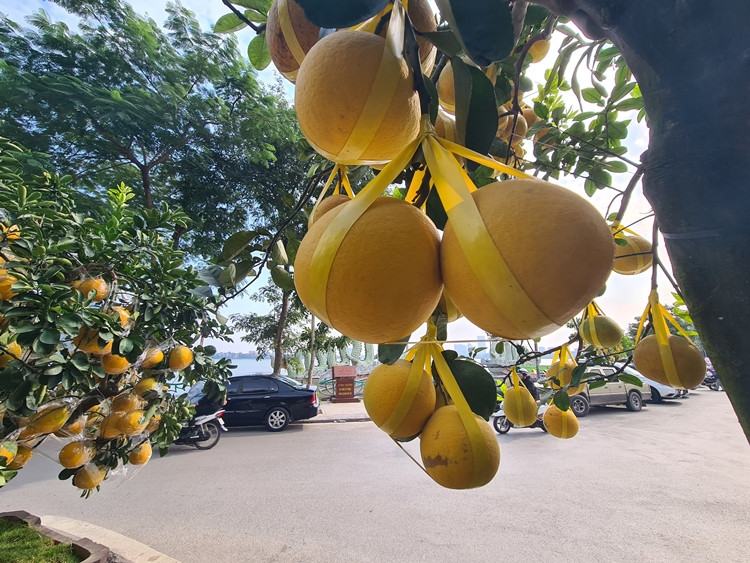 Để quả bưởi không bị rơi rụng, nhà vườn sử dụng dây buộc chéo quả vào cành trên thân cây.