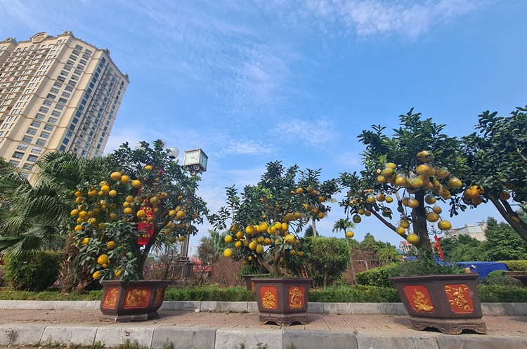 Nhiều gốc bưởi Diễn cổ thụ bày bán và sẵn sàng "xuống giá" cho khách hàng.