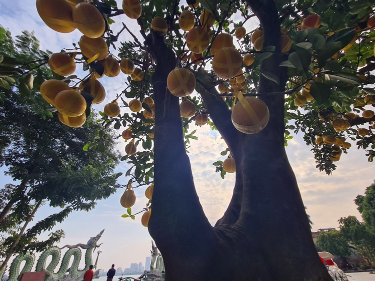 Theo nhà vườn, để những trái bưởi to, đẹp và chín vàng đều dịp Tết, bưởi sẽ được ghép khi còn non hoặc cho đơm hoa kết trái trực tiếp. Thời gian ghép quả rơi vào tháng 5,6 là đẹp nhất.