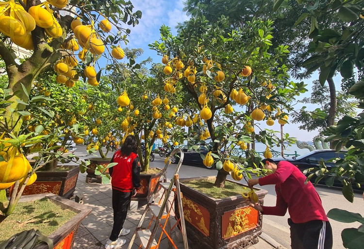 Chia sẻ với phóng viên, đại diện một nhà vườn cho biết, thị trường năm nay vẫn ảnh hưởng bởi dịch COVID-19 nên sức tiêu thụ mặt hàng này thấp hơn nhiều so với mọi năm. Trung bình, một gốc bưởi Diễn cổ thụ với hàng trăm quả chín vàng được bán khoảng 40-50 triệu đồng. Nếu là khách ngoại tỉnh mua, nhà vườn sẽ tính thêm chi phí vận chuyển, chênh lệch nhau khoảng 1-2 triệu đồng/gốc.