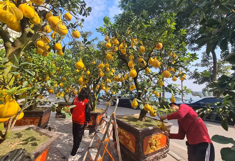 Chia sẻ với phóng viên, đại diện một nhà vườn cho biết, thị trường năm nay vẫn ảnh hưởng bởi dịch COVID-19 nên sức tiêu thụ mặt hàng này thấp hơn nhiều so với mọi năm. Trung bình, một gốc bưởi Diễn cổ thụ với hàng trăm quả chín vàng được bán khoảng 40-50 triệu đồng. Nếu là khách ngoại tỉnh mua, nhà vườn sẽ tính thêm chi phí vận chuyển, chênh lệch nhau khoảng 1-2 triệu đồng/gốc.