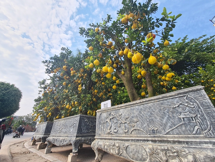 Tại chợ hoa Tết trên đường Lạc Long Quân (Hà Nội), những ngày sát Tết Nguyên đán Nhâm Dần 2022, nhiều nhà vườn hối hả đưa những gốc bưởi Diễn cổ thụ bày bán phục vụ nhu cầu chơi Tết của người dân Thủ đô.