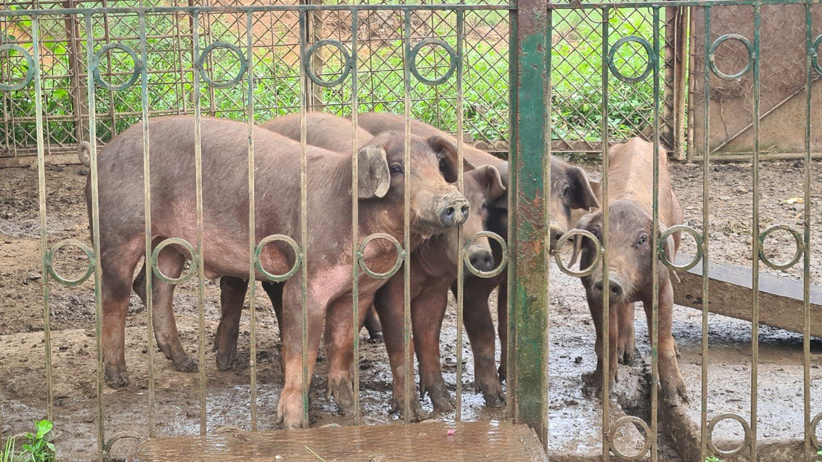 ... và được sử dụng để chăn nuôi vài con lợn. (Ảnh: Dân Việt).