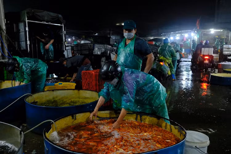 Thời điểm này, cách 2 ngày nữa mới đến ngày tiễn ông Công ông Táo nhưng từ 2-3h sáng 23/1, nhiều thương đã đổ về đây lấy hàng đưa đi khắp các quận, huyện nội thành Hà Nội bán phục vụ người dân.