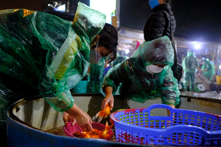 Tiểu thương đến mua cá chép đỏ luôn chọn cá rất kỹ.