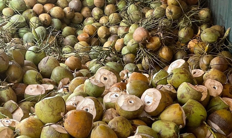 Cơ sở này chuyên đổ buôn cho các cửa hàng dừa hoặc một số đầu mối làm mứt dừa bán online. Giá bán buôn cùi dừa non dao động khoảng 57.000 đồng/kg; cùi dừa bánh tẻ nạo sợi sẵn khoảng 50.000 đồng/kg. Còn giá bán lẻ khoảng 65.000 đồng/kg cùi dừa non. Bán quả, thì có giá khác. Những ngày giáp Tết, số lượng đơn hàng được chủ cơ sở "chốt" liên tục.